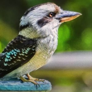 Meet your Posher, Dereon